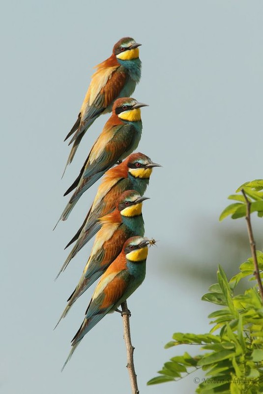 Image d'oiseaux