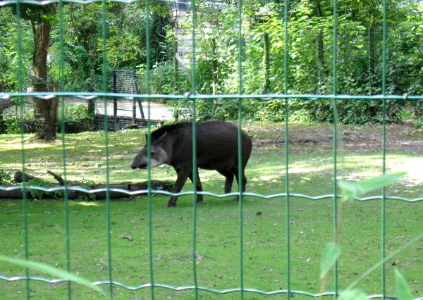 Zoo d'Amiens -2012