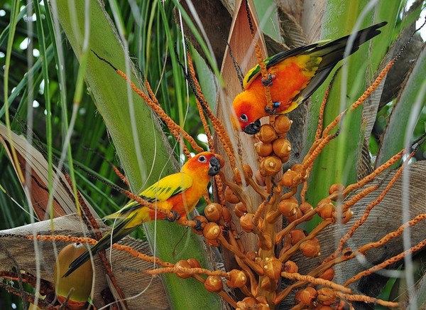 Superbe image d' oiseaux