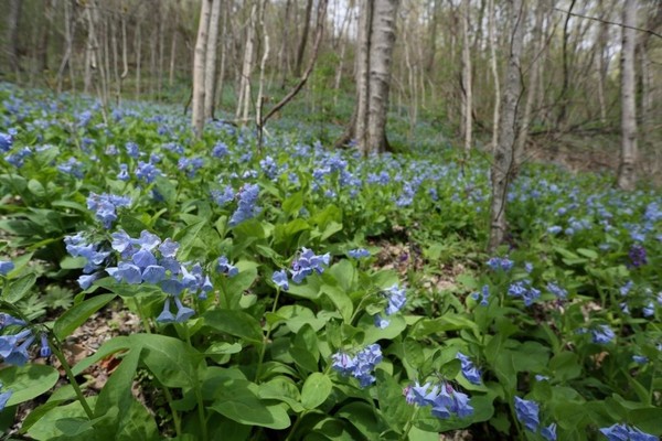 Sous bois au printemps