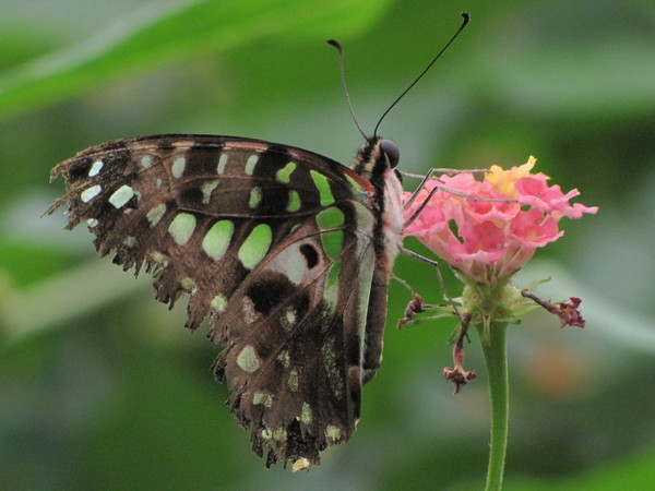 Superbes papillons