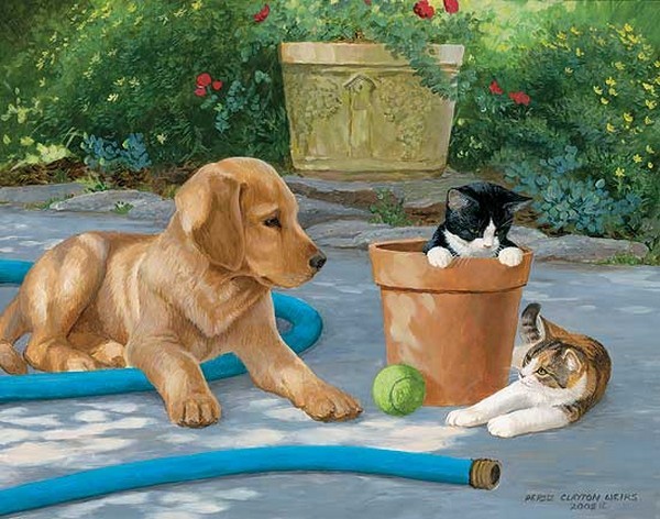 Belle image - Chien et Chat