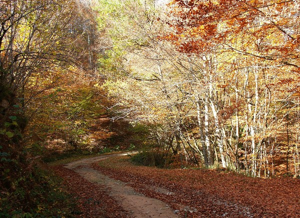 Paysage d'automne