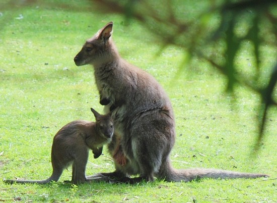 Belle famille