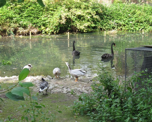 Zoo d'Amiens -2012