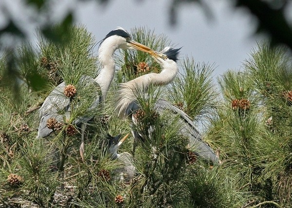 Superbes images d'oiseaux