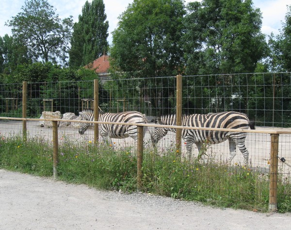 Zoo d'Amiens -2012