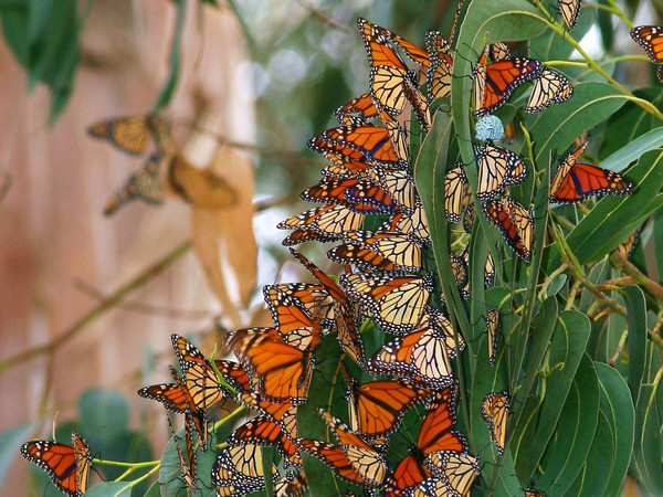 Superbes papillons