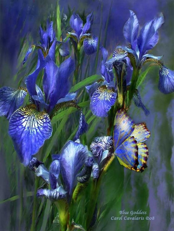 Fleurs de Carol Cavalaris