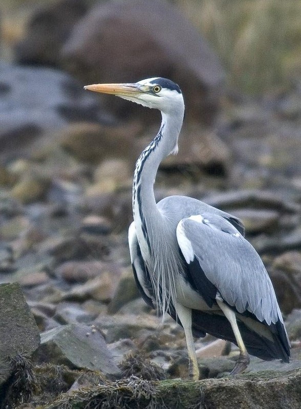 Superbes images d'oiseaux