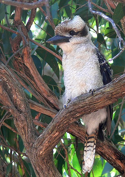 Superbes images d'oiseaux