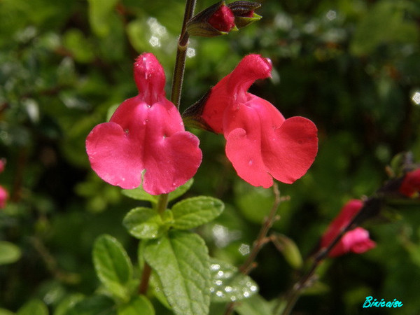 Fleurs  insolites