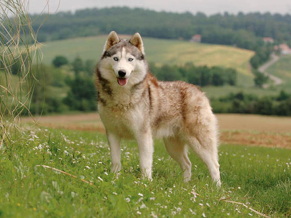 Belles images- Chiens et Chats