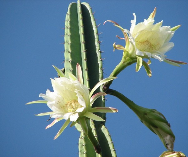 Fleurs de Cactus