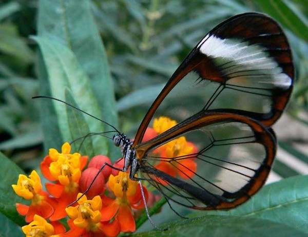 Superbes papillons