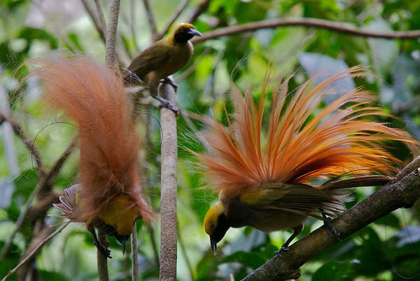 Superbes images d'oiseaux