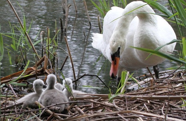 Belles familles