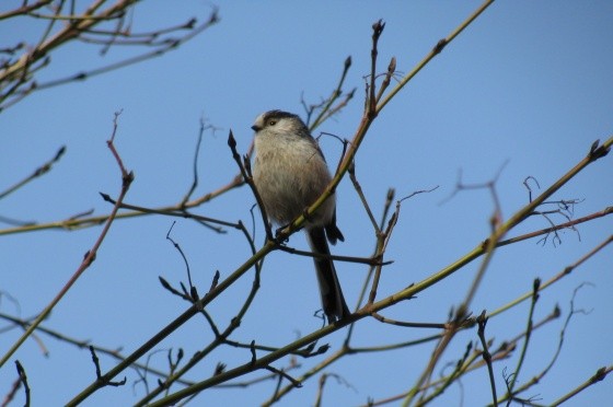 Superbes images d'oiseaux