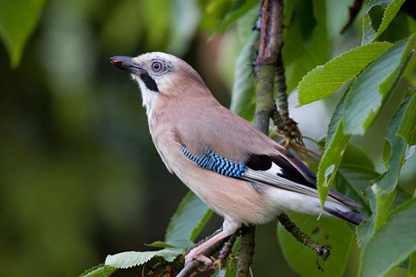 Superbes images d'oiseaux