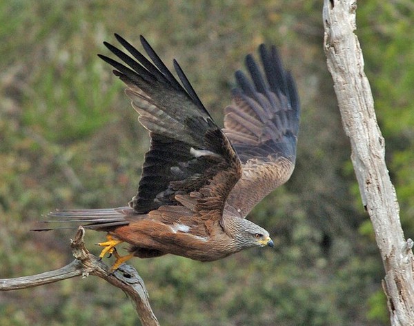 Superbes images d'oiseaux