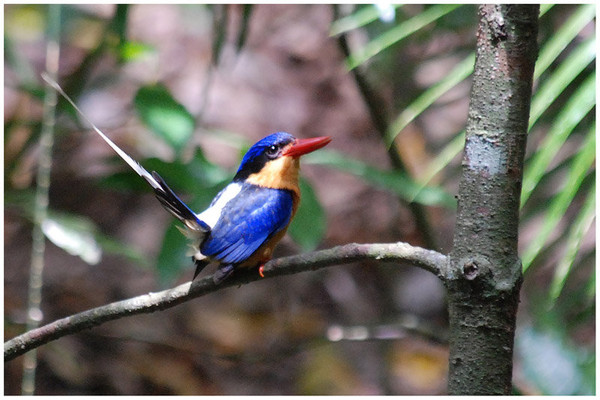 Superbes images d'oiseaux