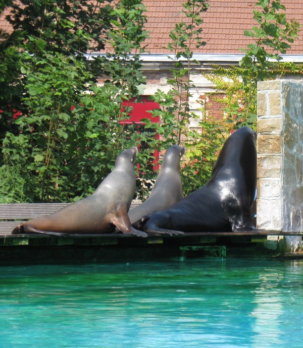 Zoo d' Amiens- 2012