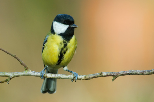 Superbes images d'oiseaux