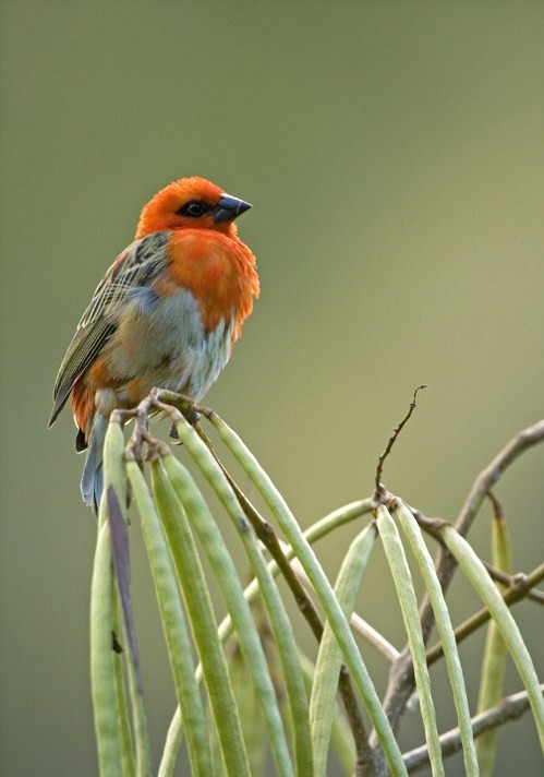 Superbes images d'oiseaux