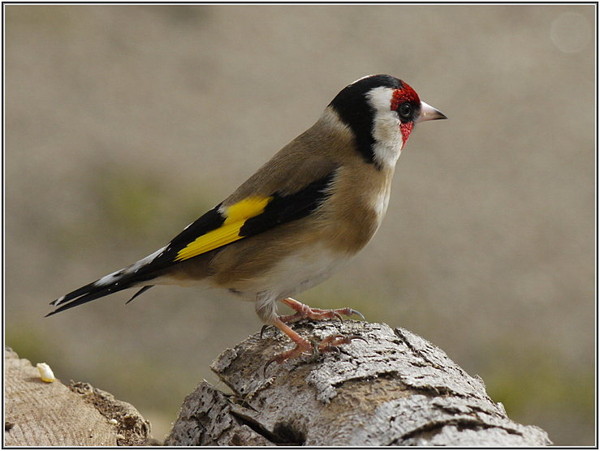 Superbes images d'oiseaux