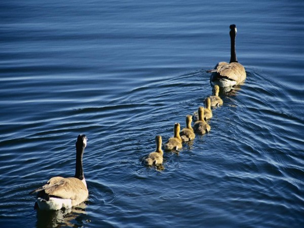 Belles familles