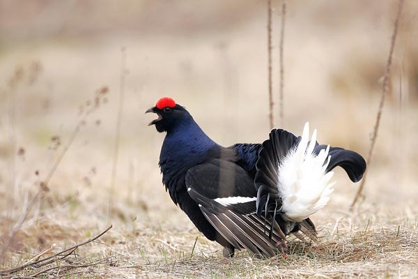 Superbes images d'oiseaux