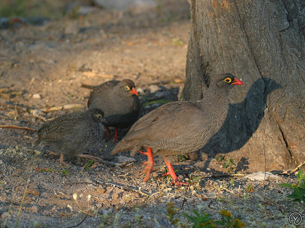 Superbes images d'oiseaux