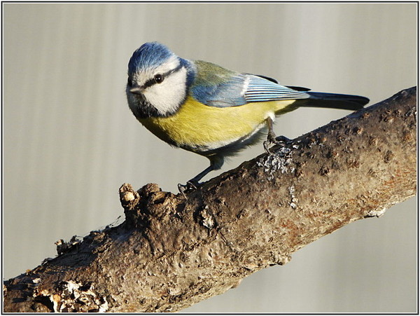 Superbes images d'oiseaux