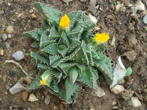 Fleurs de Cactus