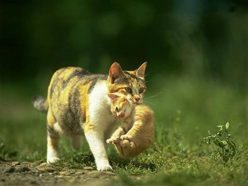 Belles images de Chiens et chats