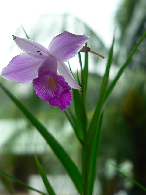 Fleurs d' Orchidées