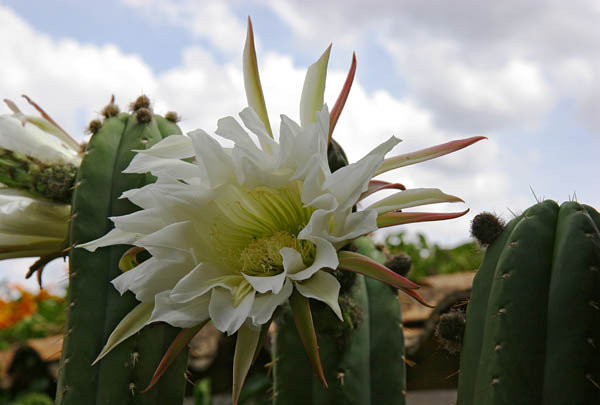 Fleurs de Cactus