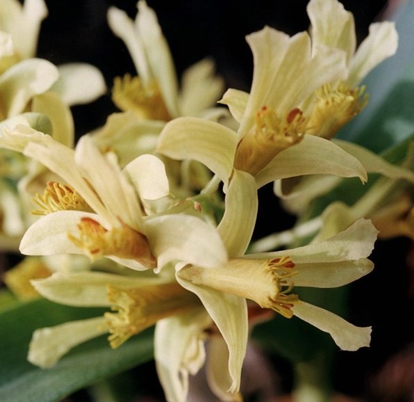 Fleurs d' Orchidées