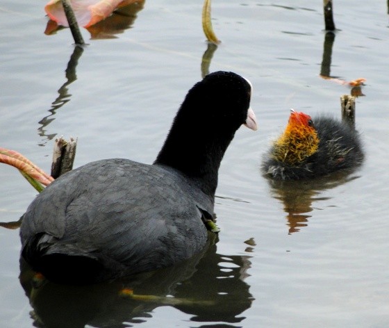 Superbes images d'oiseaux