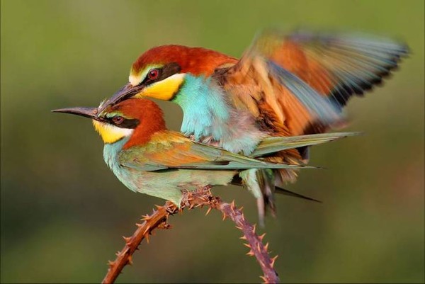 Superbe image d'oiseaux