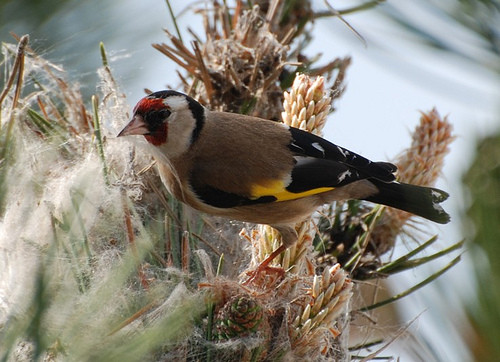 Superbes images d'oiseaux