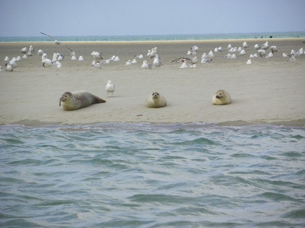 Plage de Picardie