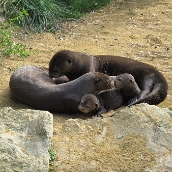 Belle famille