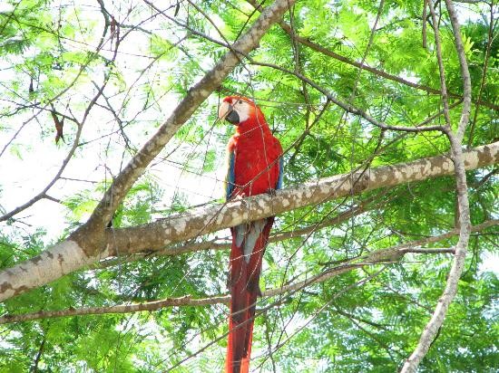 Superbes images d'oiseaux