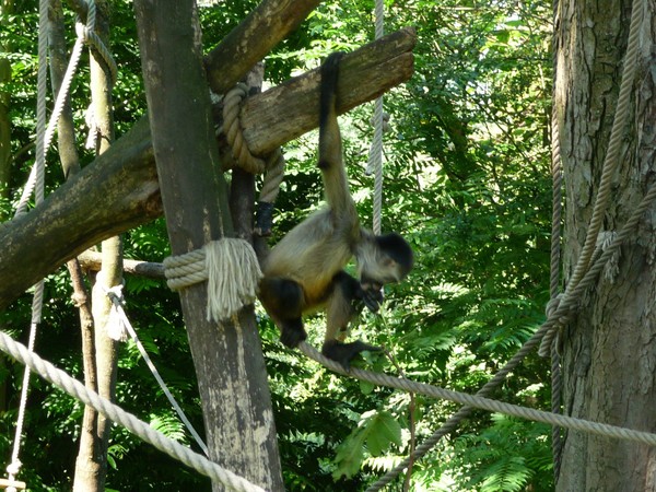 Zoo d'Amiens-2012