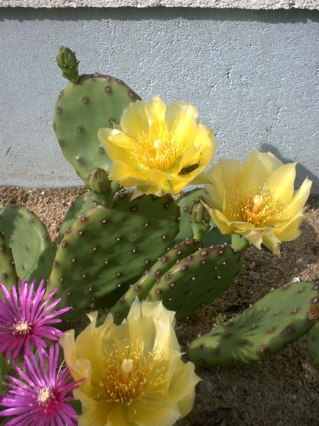 Fleurs de Cactus