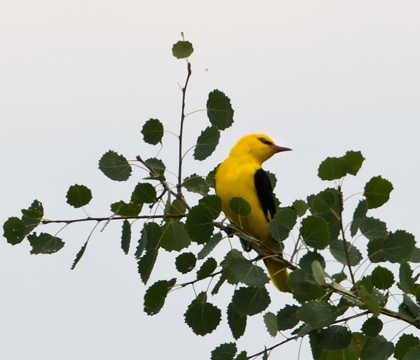 Superbes images d'oiseaux