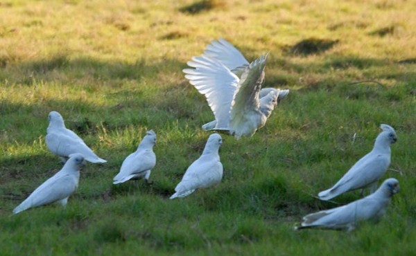 Superbes images d'oiseaux