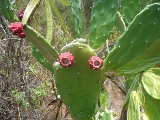 Fleurs de Cactus