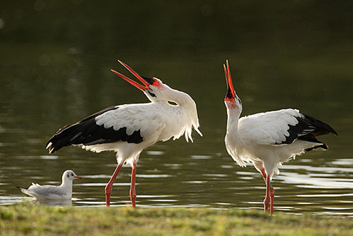 Superbes images d'oiseaux